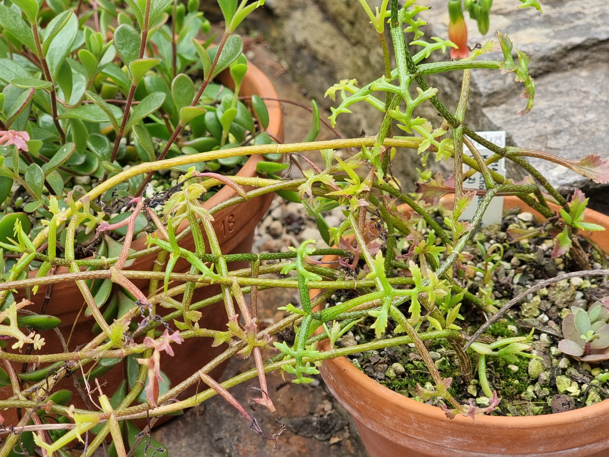 Kitchingia schizophylla Baker 3