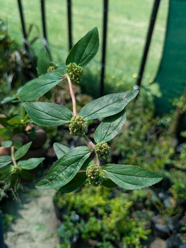 Asthma Plant