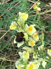 Bombus