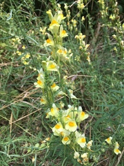 Linaria vulgaris