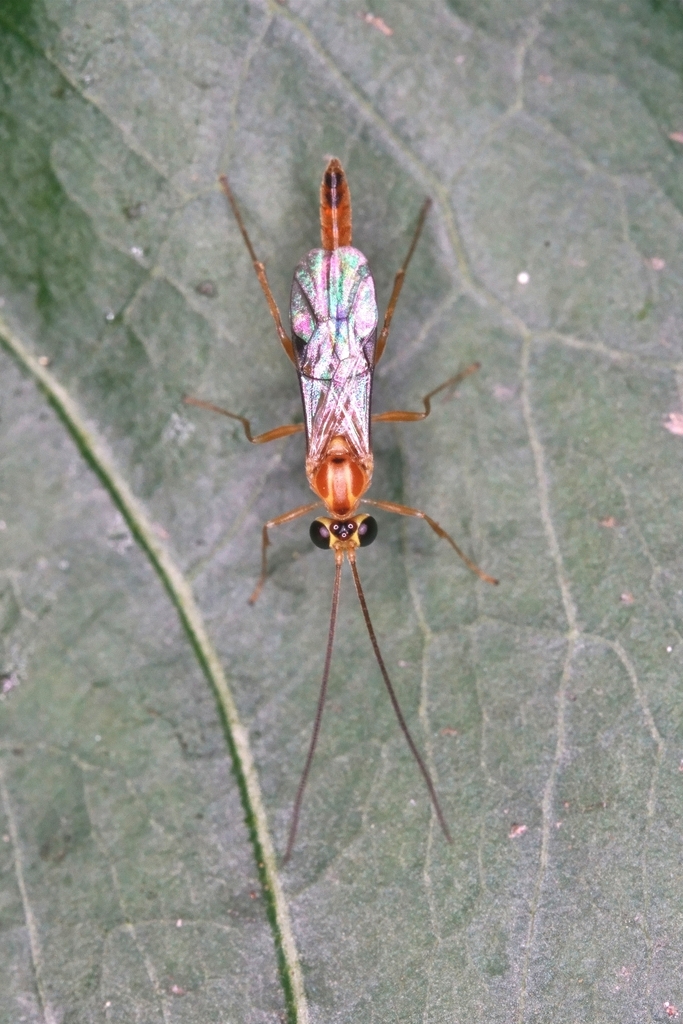 Trathala flavoorbitalis