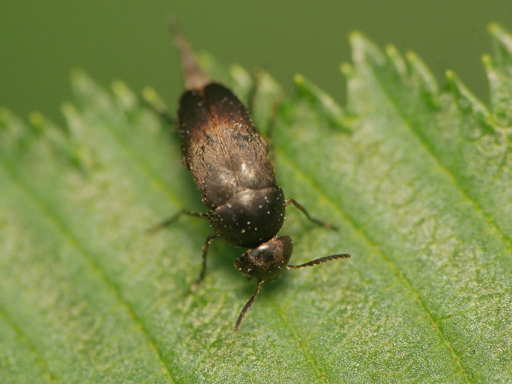 Mordella leucaspis