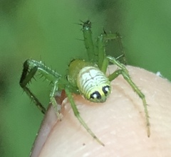 Bijoaraneus praesignis