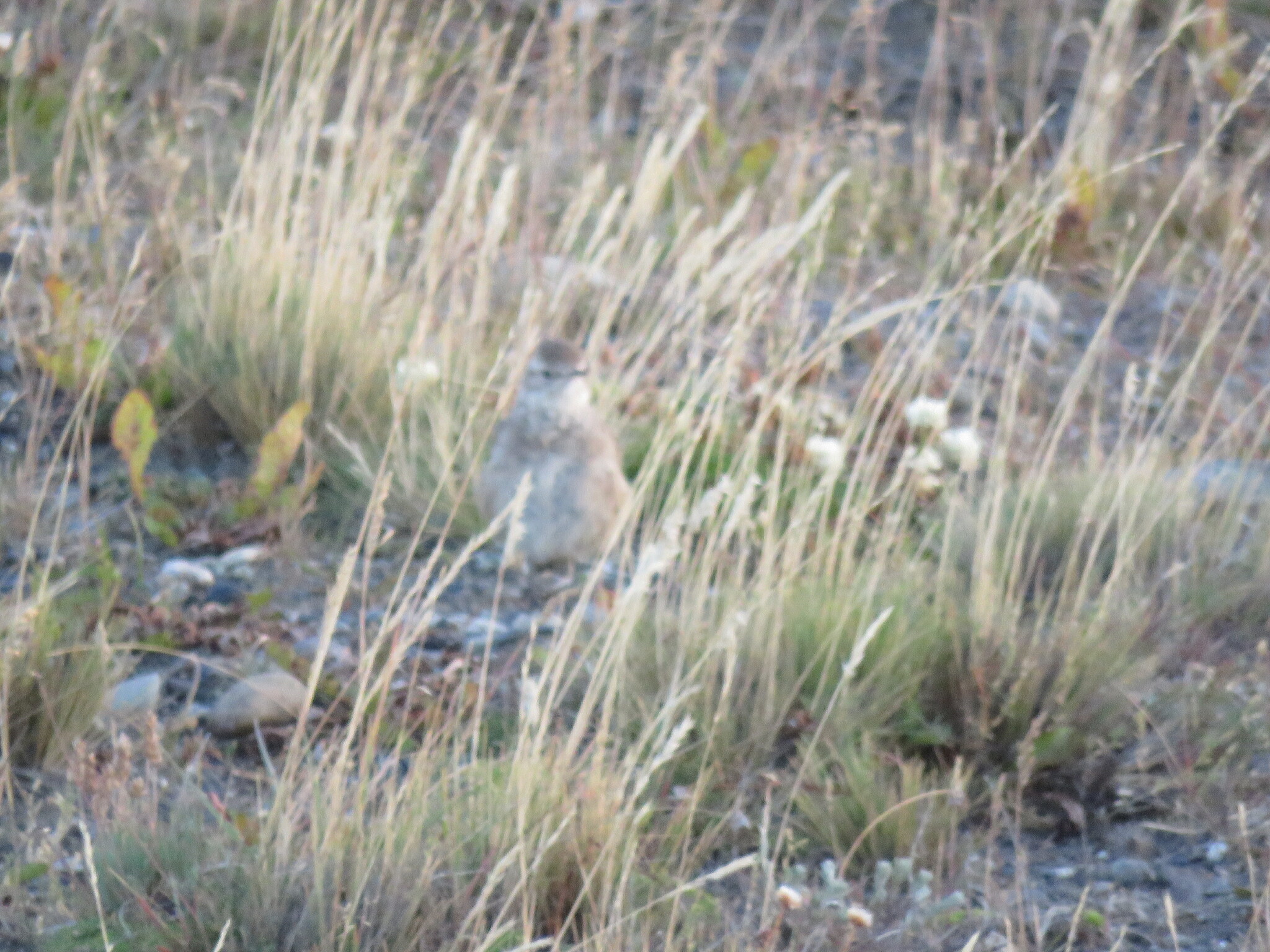 Short-billed Miner (Geositta antarctica), photo 6