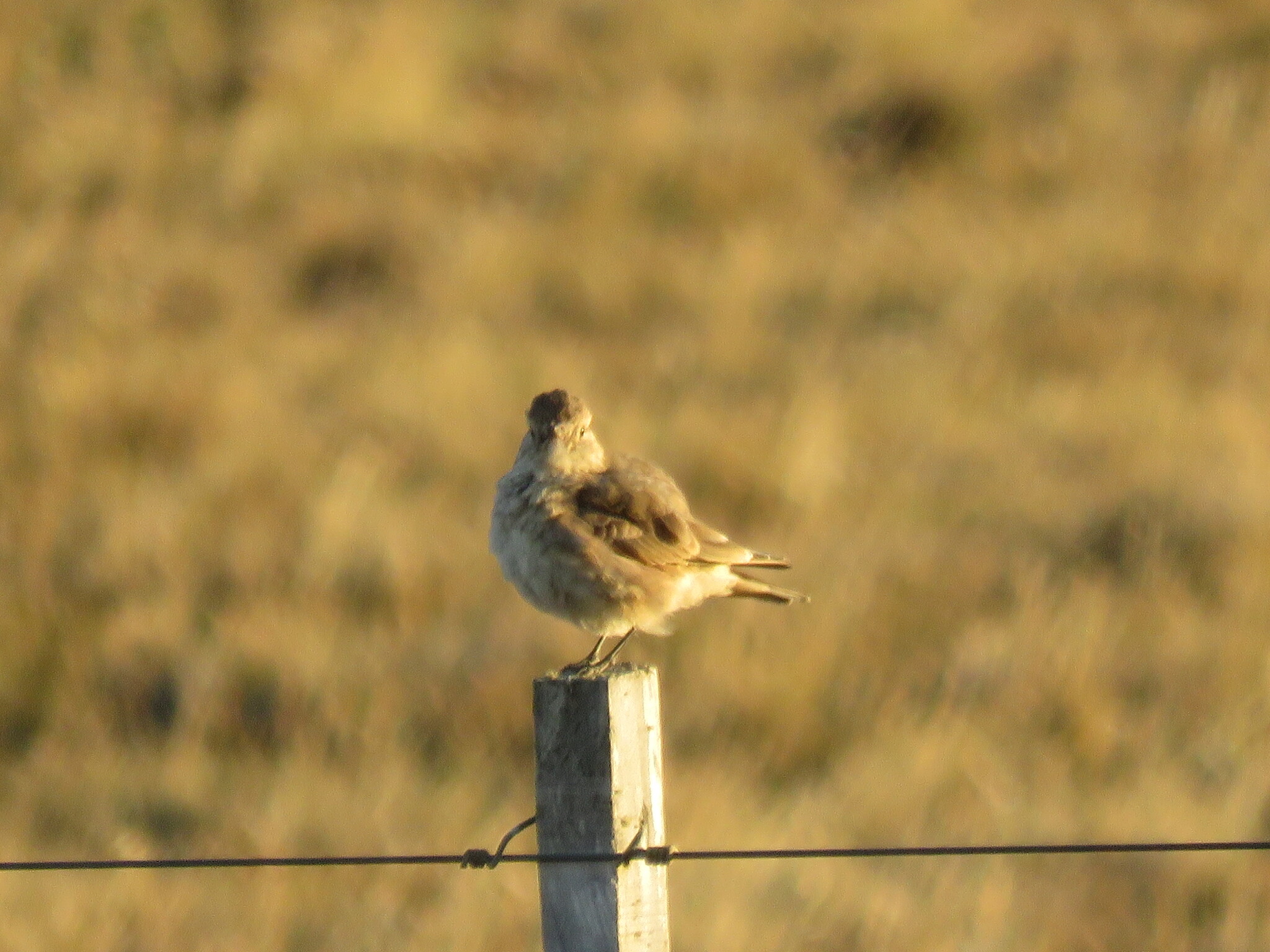 Short-billed Miner (Geositta antarctica), photo 4
