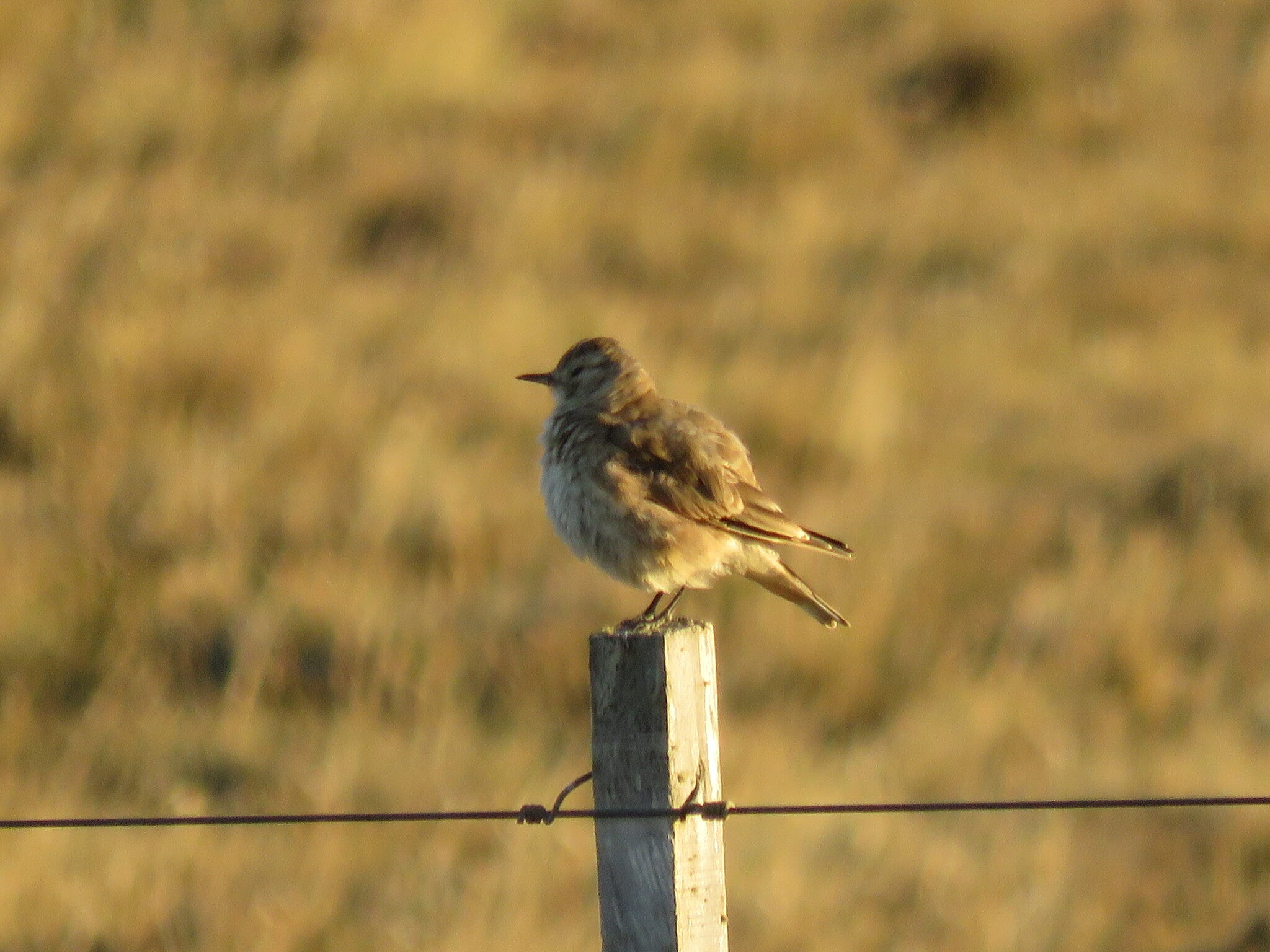 Short-billed Miner (Geositta antarctica), photo 5