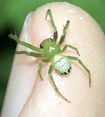 Bijoaraneus praesignis