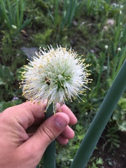 Allium altaicum