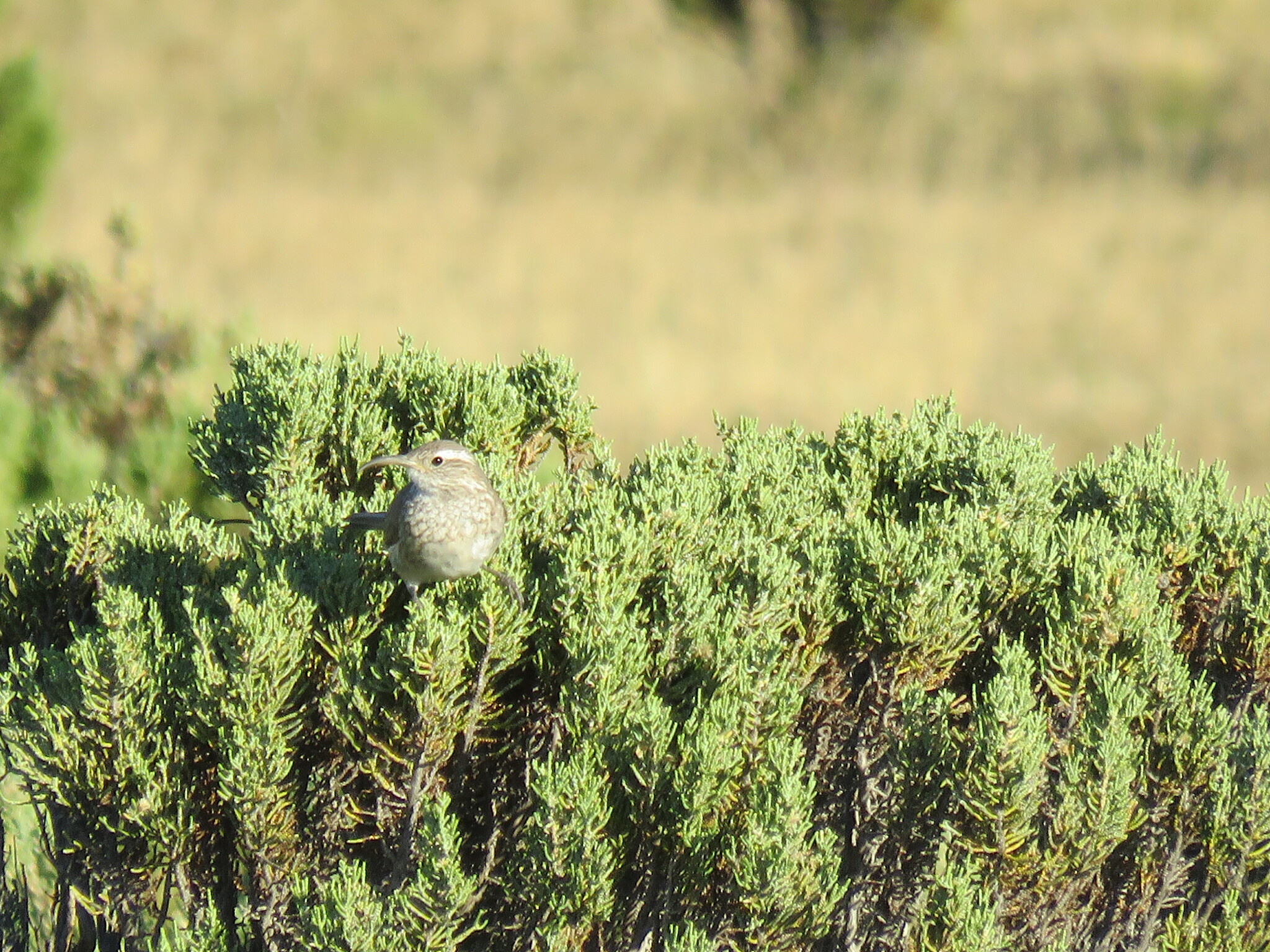 Scale-throated Earthcreeper (Upucerthia dumetaria), photo 7