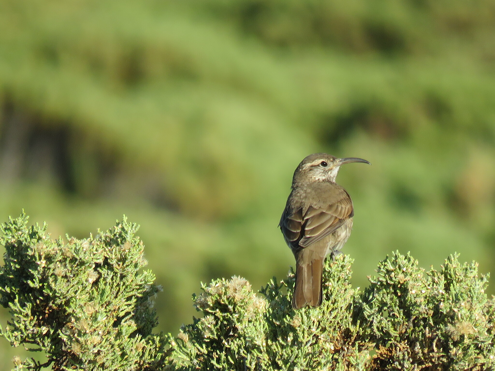 Scale-throated Earthcreeper (Upucerthia dumetaria), photo 6