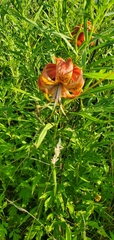 Lilium superbum