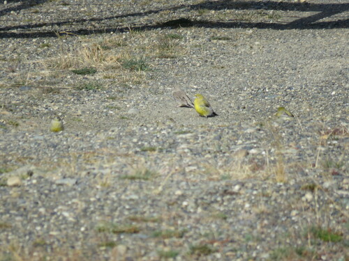 Patagonian Yellow Finch (Sicalis lebruni), photo 5