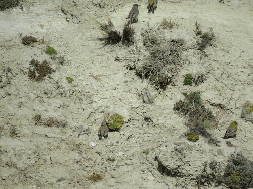 Patagonian Yellow Finch (Sicalis lebruni), photo 10