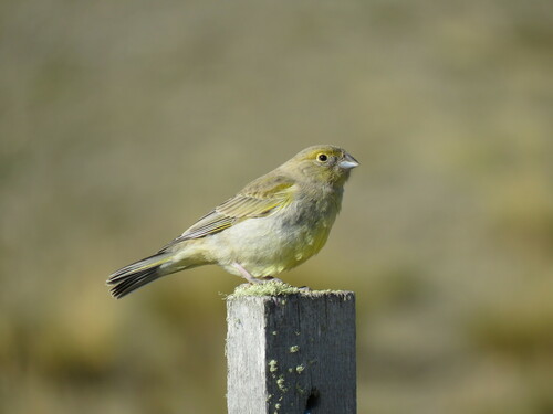 Patagonian Yellow Finch (Sicalis lebruni), photo 2