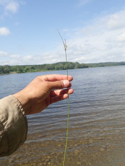 Carex × subviridula