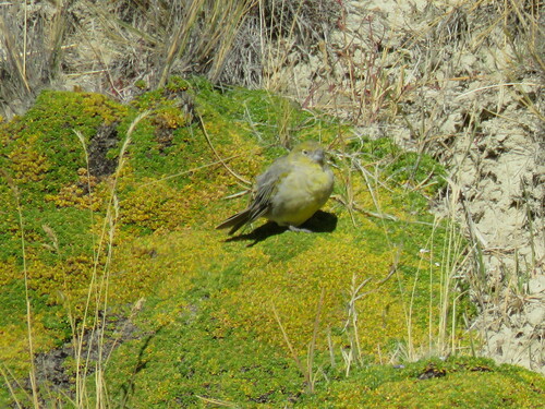 Patagonian Yellow Finch (Sicalis lebruni), photo 10
