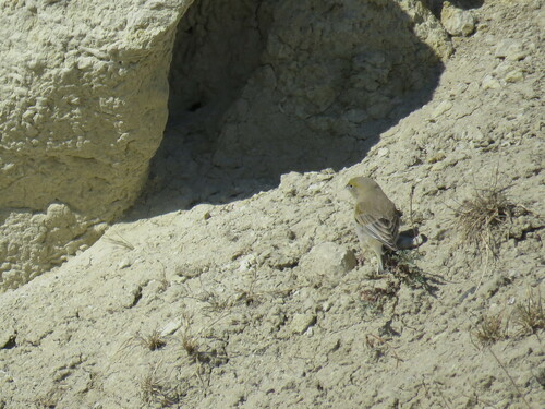 Patagonian Yellow Finch (Sicalis lebruni), photo 9