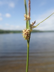 Carex × subviridula