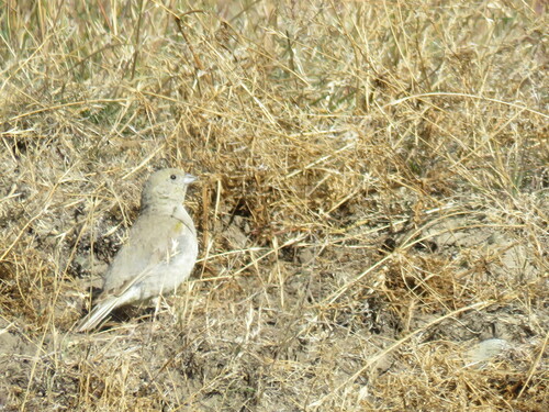 Patagonian Yellow Finch (Sicalis lebruni), photo 5