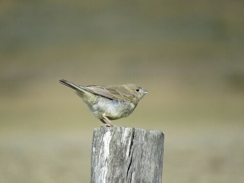 Patagonian Yellow Finch (Sicalis lebruni), photo 4