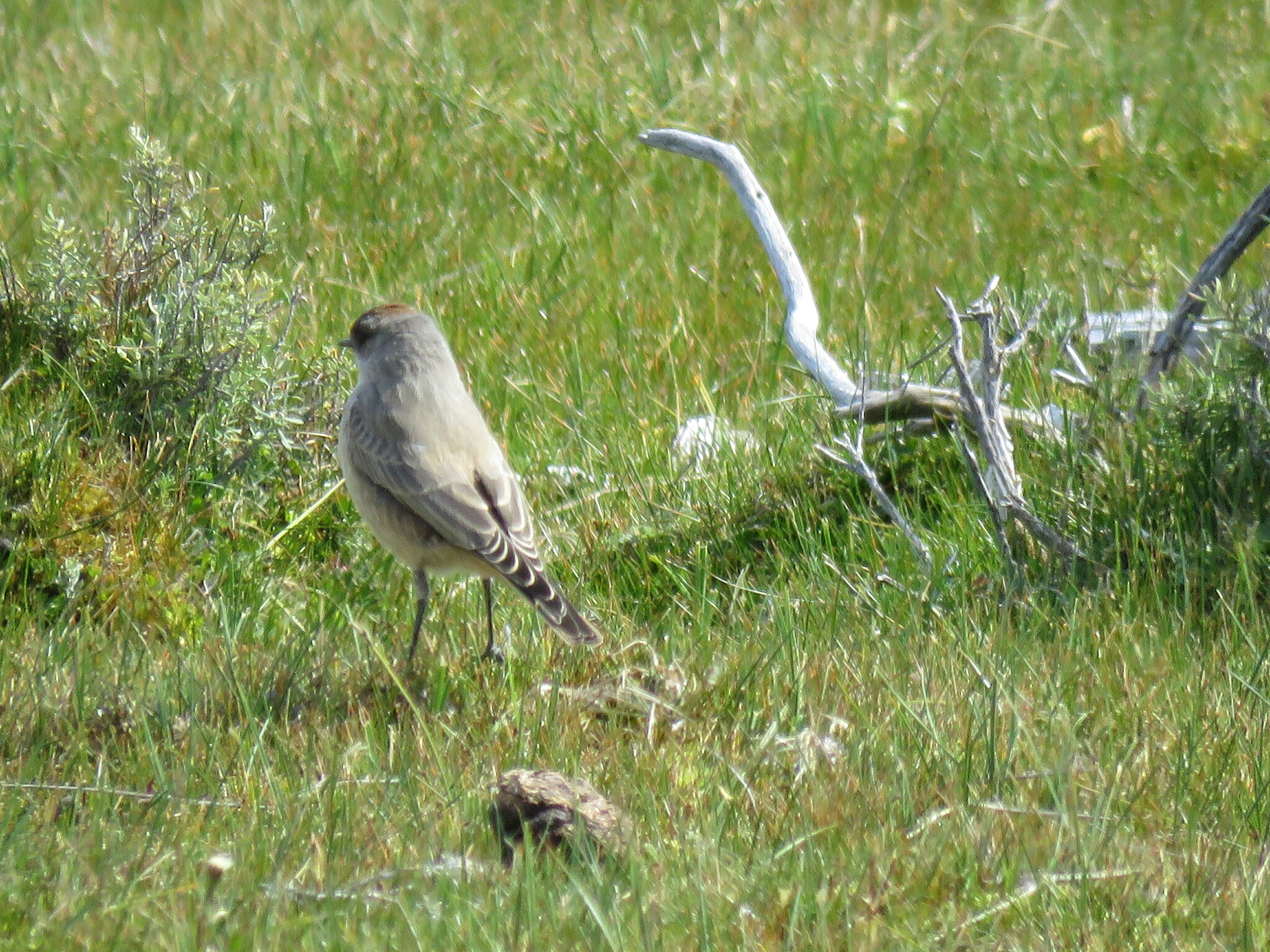 Cinnamon-bellied Ground Tyrant (Muscisaxicola capistratus), photo 10