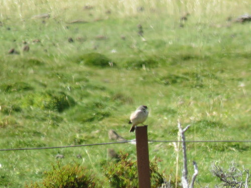Patagonian Yellow Finch (Sicalis lebruni), photo 8