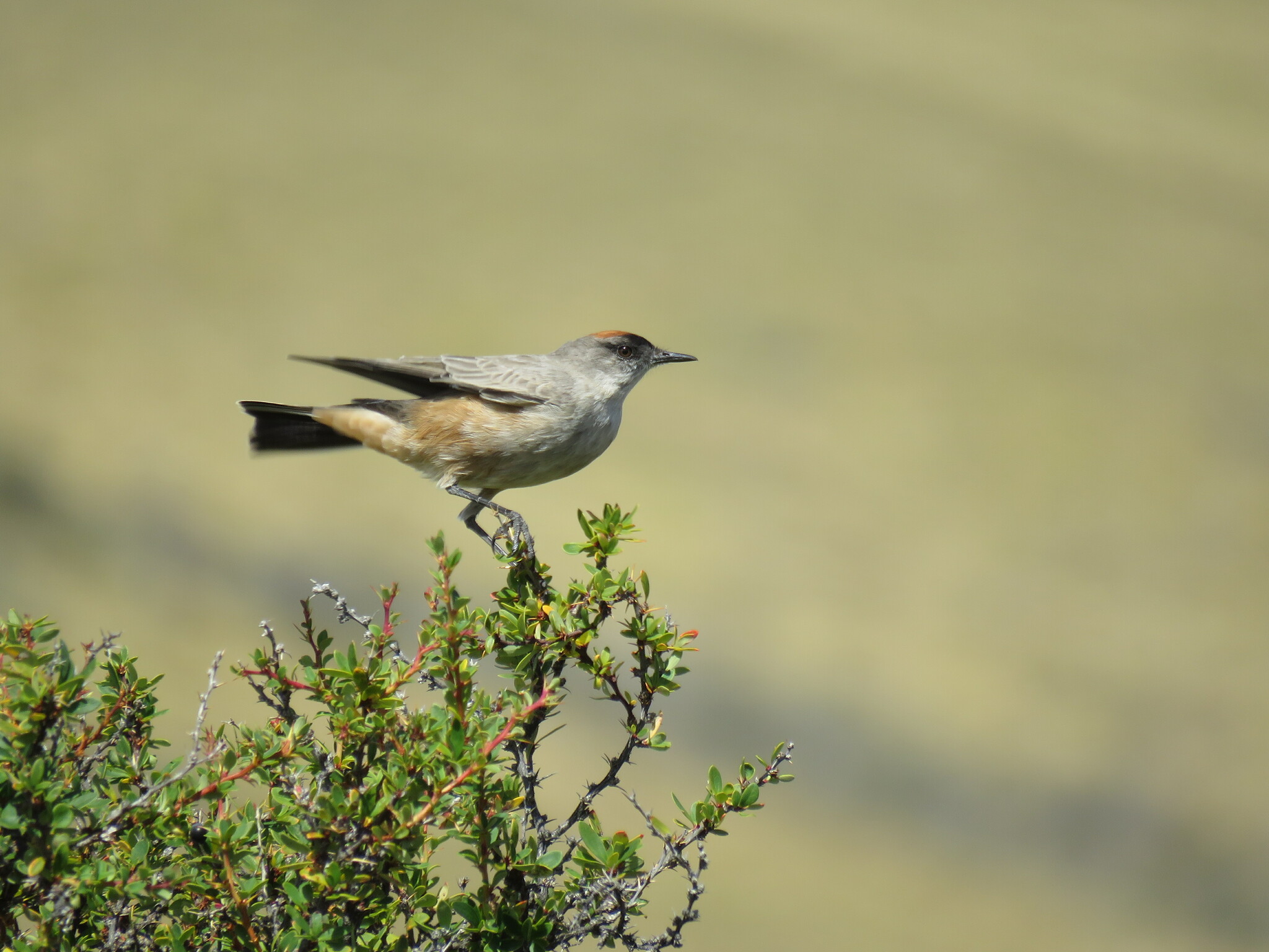 Cinnamon-bellied Ground Tyrant (Muscisaxicola capistratus), photo 9