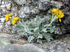 Jacobaea insubrica