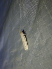 Crambidia xanthocorpa