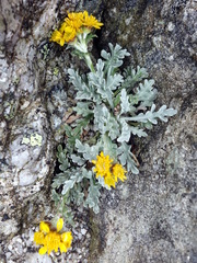 Jacobaea insubrica