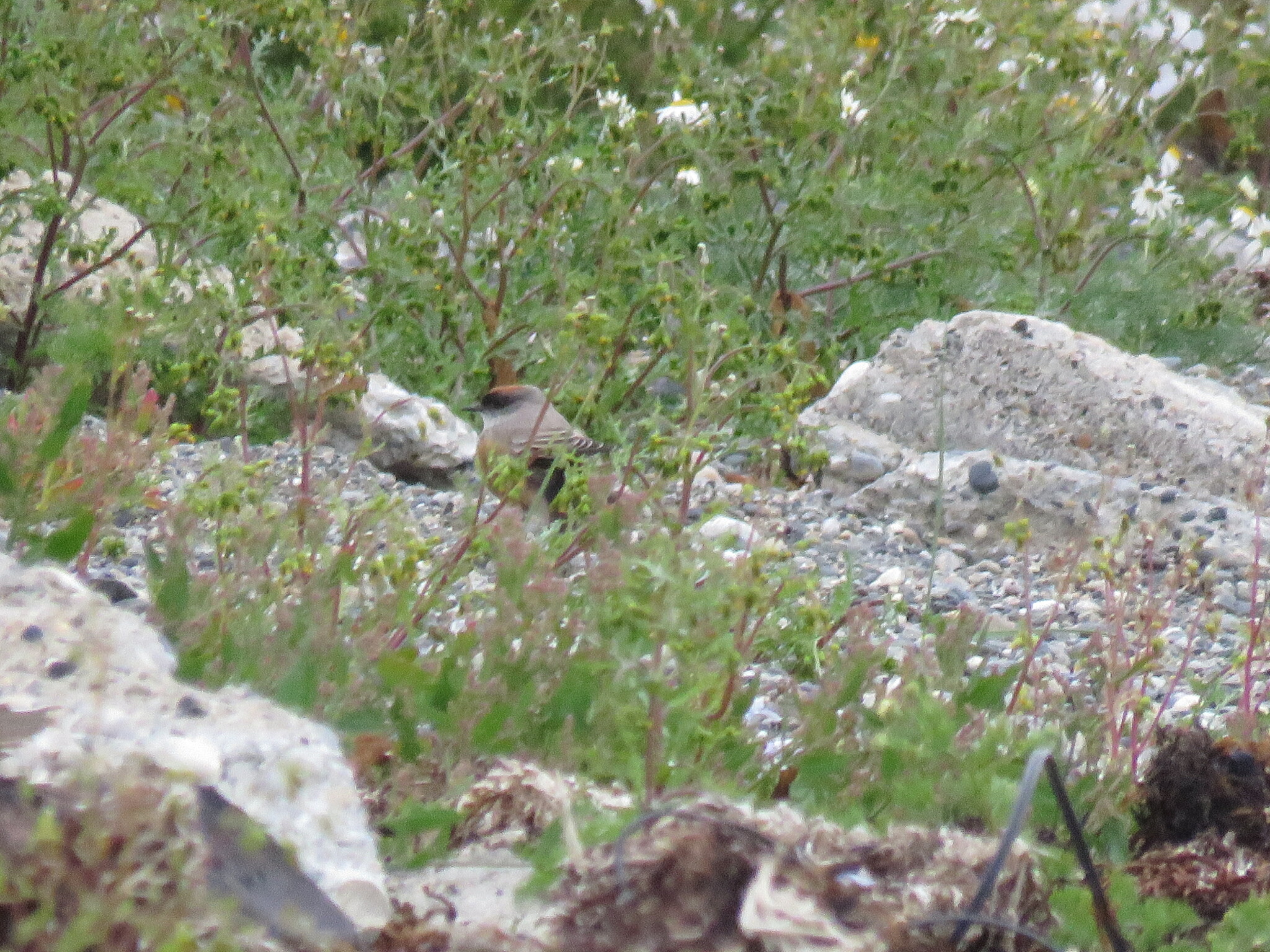 Cinnamon-bellied Ground Tyrant (Muscisaxicola capistratus), photo 8