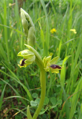 Ophrys lutea galilaea
