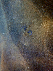 Chelidonichthys lucerna