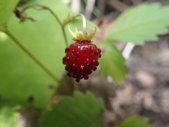 Fragaria vesca americana
