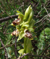 Ophrys umbilicata