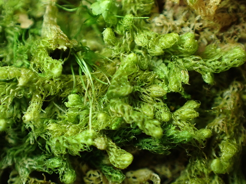 Image of Ptilidium californicum by no rights reserved