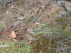 Stephanomeria tenuifolia