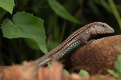 Mexican Racerunner photo 2