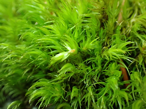Howell's Dicranum Moss (Dicranum howellii)