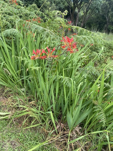 Crocosmia paniculata