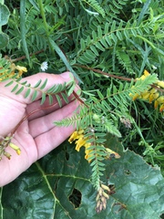 Astragalus mongholicus