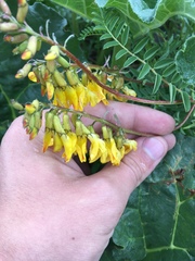 Astragalus mongholicus