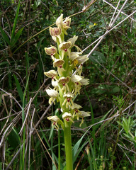 Orchis galilaea