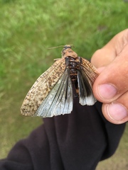 Bryodema luctuosum