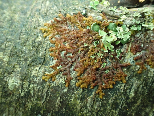 Image of Ptilidium californicum by no rights reserved