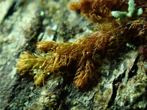 Image of Ptilidium californicum by no rights reserved