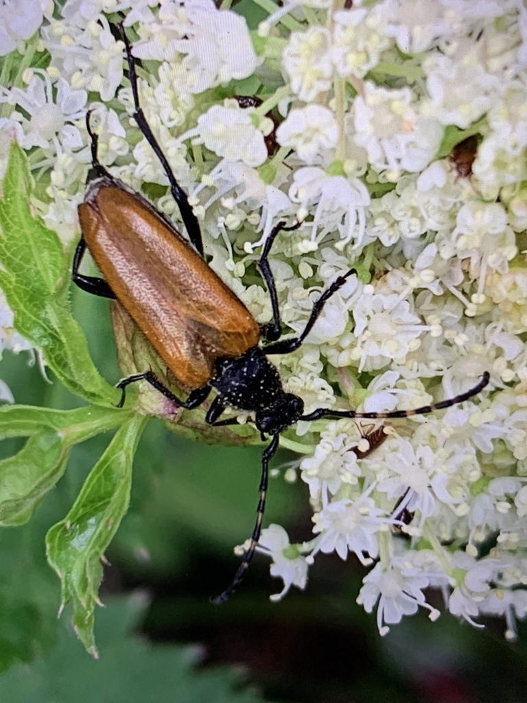 Paracorymbia hybrida