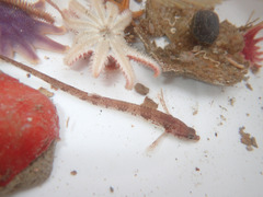 Alligatorfish photo 1