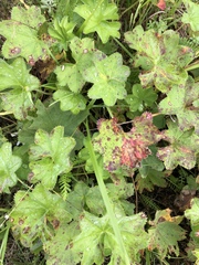 Alchemilla subcrenata