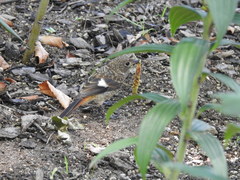 Phoenicurus auroreus